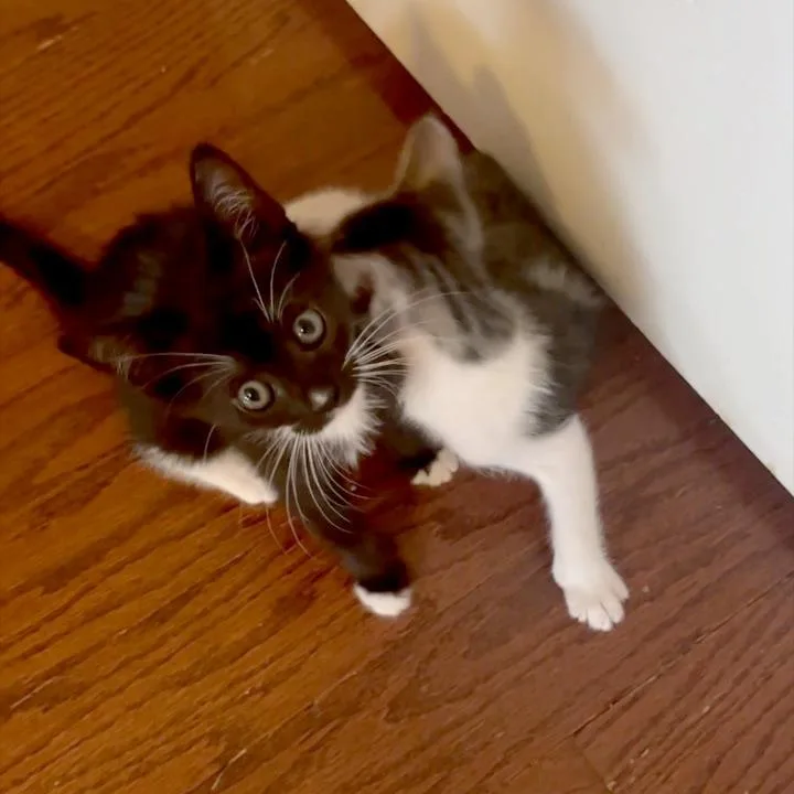A baby small-sized male Brown / Chocolate Domestic Short Hair cat named Echocardiogram for adoption in Austin, TX