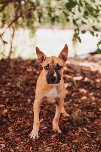 A young small-sized female American Staffordshire Terrier dog named a Kalani for adoption in North Charleston, SC