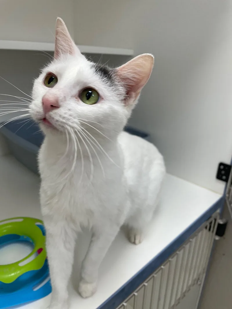 An adult medium-sized female Domestic Short Hair cat named Rita for adoption in Neillsville, WI