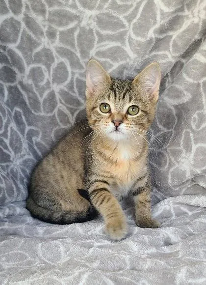 A baby medium-sized female Domestic Short Hair cat named 7112 (Velma) for adoption in Lake City, MI
