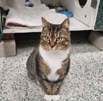A young small-sized female Tabby (Brown / Chocolate) Domestic Short Hair cat named Motto for adoption in Raleigh, NC