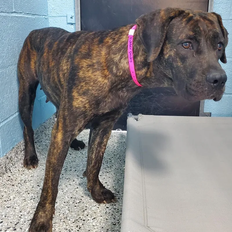 An adult large-sized female Black Plott Hound dog named Rubber Ducky for adoption in Hattiesburg, MS