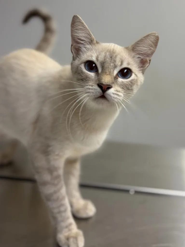 A young medium-sized female Domestic Short Hair cat named Nora for adoption in Lockhart, TX
