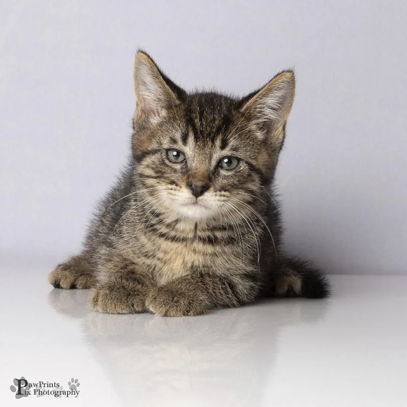 A young medium-sized male Tabby (Brown / Chocolate) Domestic Short Hair cat named Hudson for adoption in Maryville, TN