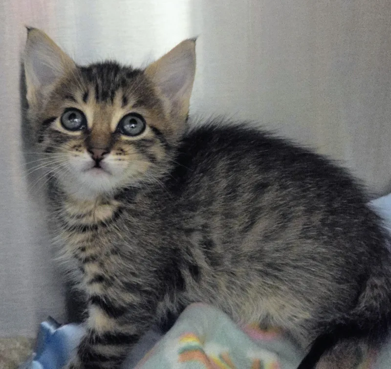 A baby medium-sized female Tabby (Brown / Chocolate) Domestic Short Hair cat named Jessica for adoption in Amityville, NY