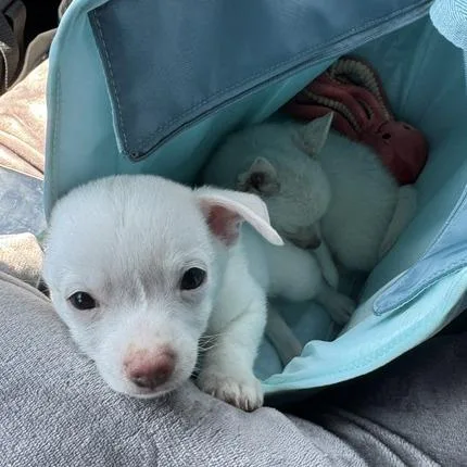 Paco