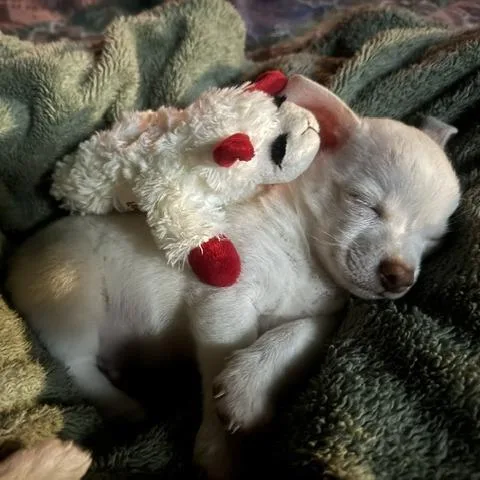 Paco thumbnail 2
