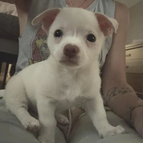 Paco thumbnail 3