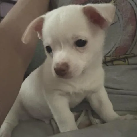 Paco thumbnail 5