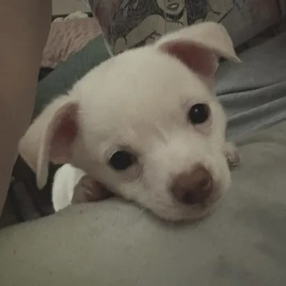 Paco thumbnail 6