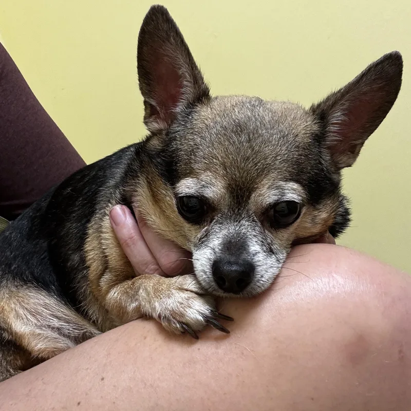 A senior small-sized female Chihuahua dog named Tiny for adoption in Wilkesboro, NC