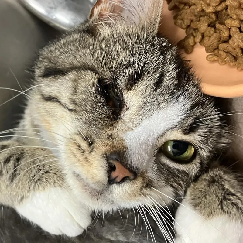 An adult medium-sized female Brown / Chocolate Domestic Short Hair cat named Duchess for adoption in Idaho Falls, ID