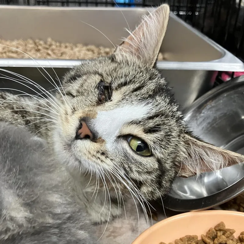 Duchess thumbnail 4