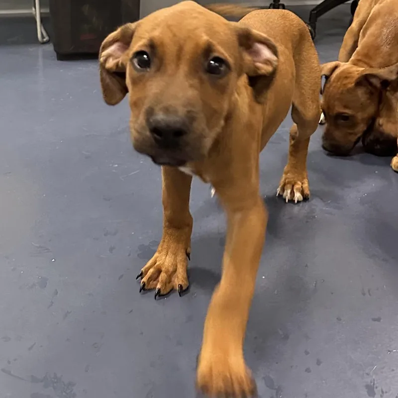 A baby small-sized male Brown / Chocolate Boxer dog named Azar for adoption in Greensboro, NC