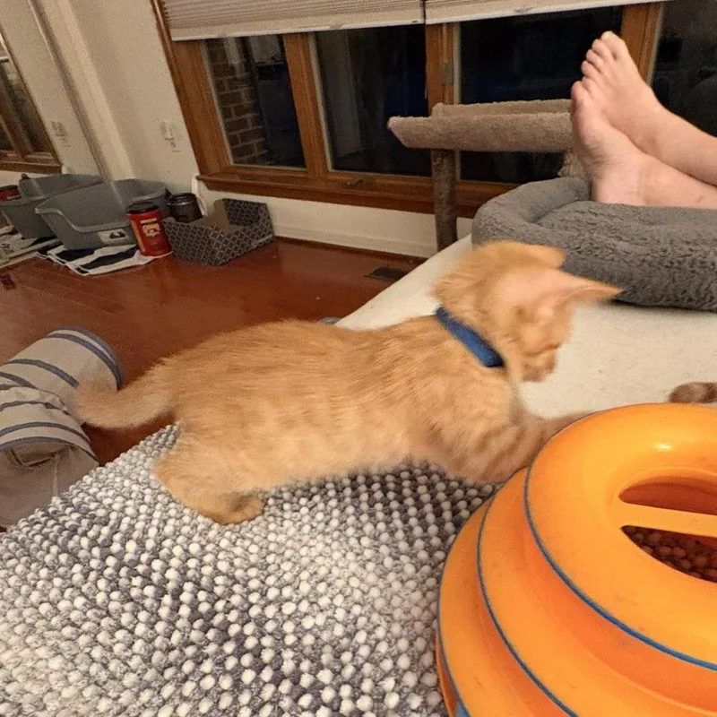 A baby small-sized male Buff / Tan / Fawn Domestic Short Hair cat named Chester for adoption in Waldorf, MD