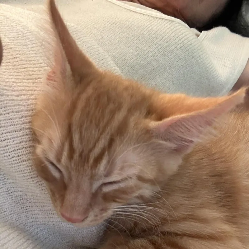 Chester thumbnail 2