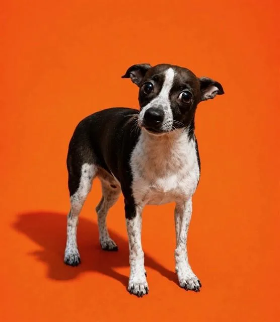 A young small-sized female Mixed Breed dog named Eevee for adoption in Jacksonville, FL