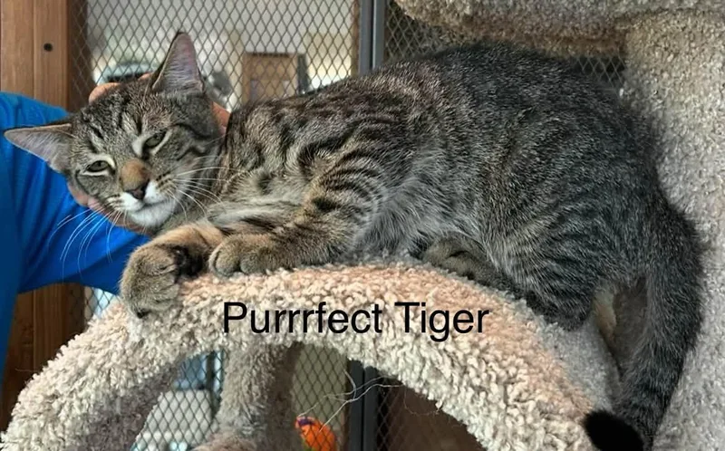 A baby medium-sized male Tabby (Brown / Chocolate) Domestic Short Hair cat named Purrfect Tiger for adoption in Herculaneum, MO