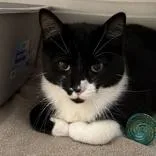 An adult medium-sized male Black Domestic Short Hair cat named Doug for adoption in Lansing, MI
