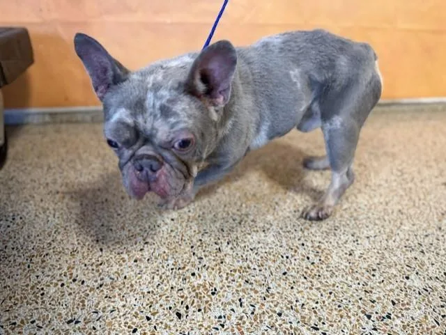 An adult small-sized male French Bulldog dog named Pablo for adoption in Miami, FL