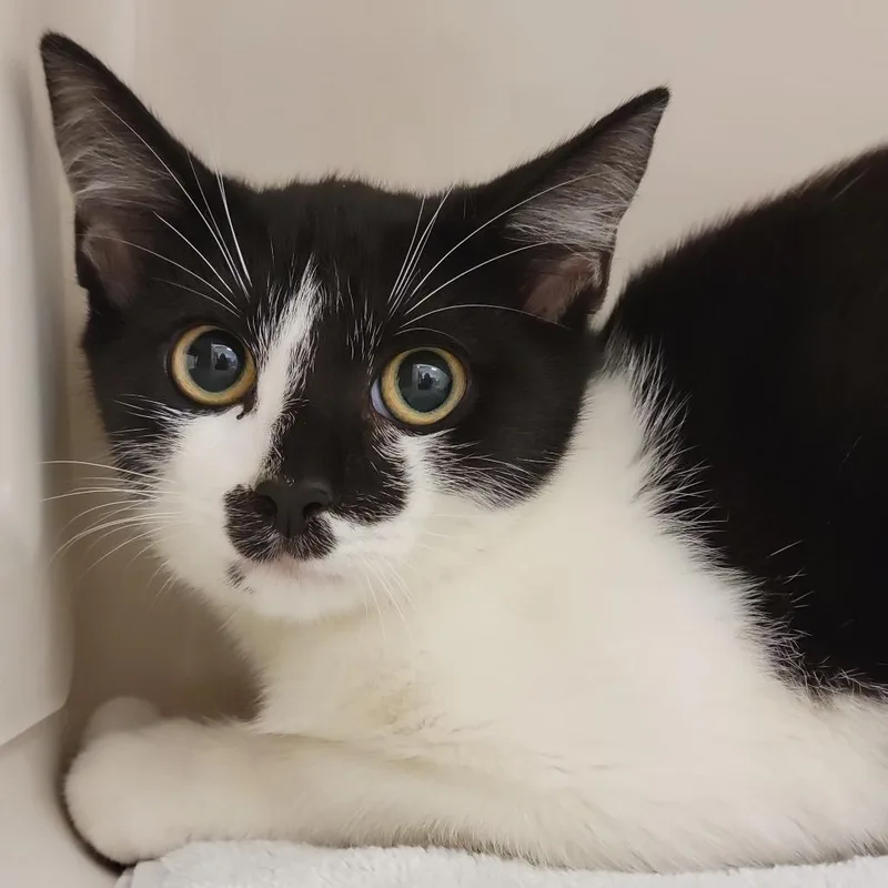 A young small-sized female Black Domestic Short Hair cat named Siegrid for adoption in Sarasota, FL