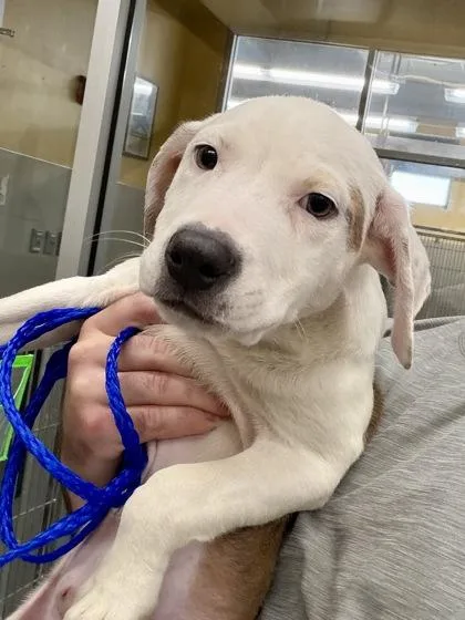 A baby small-sized female Pit Bull Terrier dog named Lane L. for adoption in New Orleans, LA