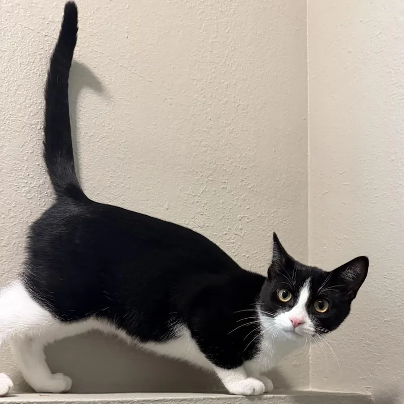 A baby small-sized male Black Domestic Short Hair cat named Apollo C for adoption in Princeton, MN