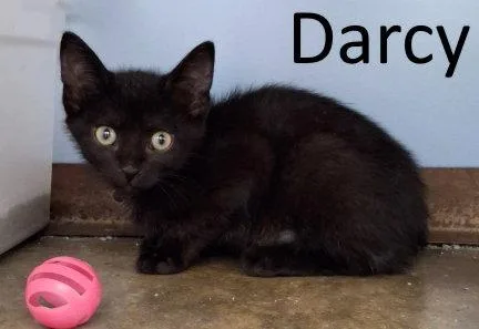 Darcy thumbnail 2