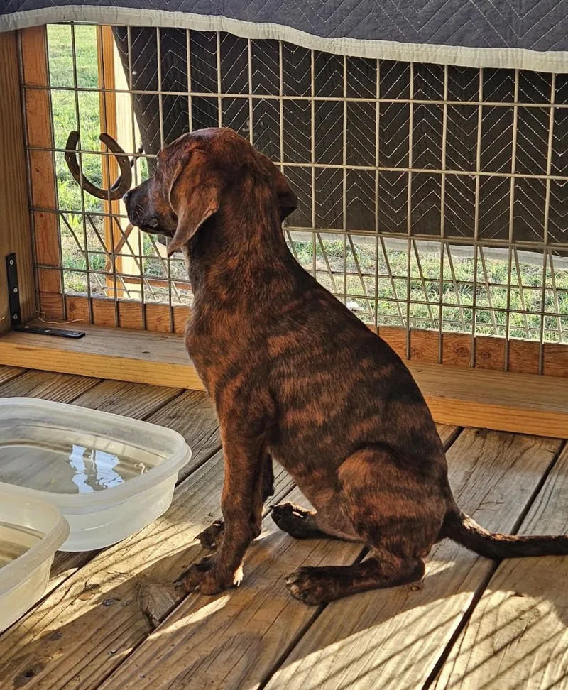 A baby large-sized male Plott Hound dog named Granite for adoption in TULSA, OK