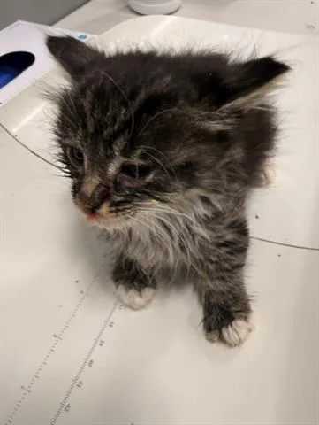 A baby small-sized female Domestic Short Hair cat named Phoenix for adoption in San Martin, CA