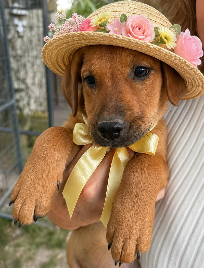 Golden Lab Mix Pups thumbnail 2