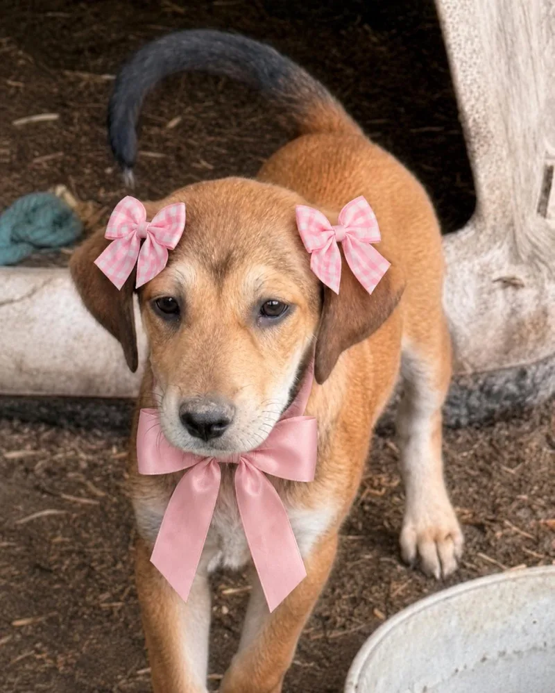 Golden Lab Mix Pups thumbnail 3