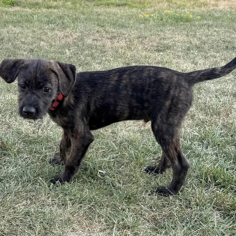 A baby medium-sized male Brindle Plott Hound dog named Marshal for adoption in Prior Lake, MN