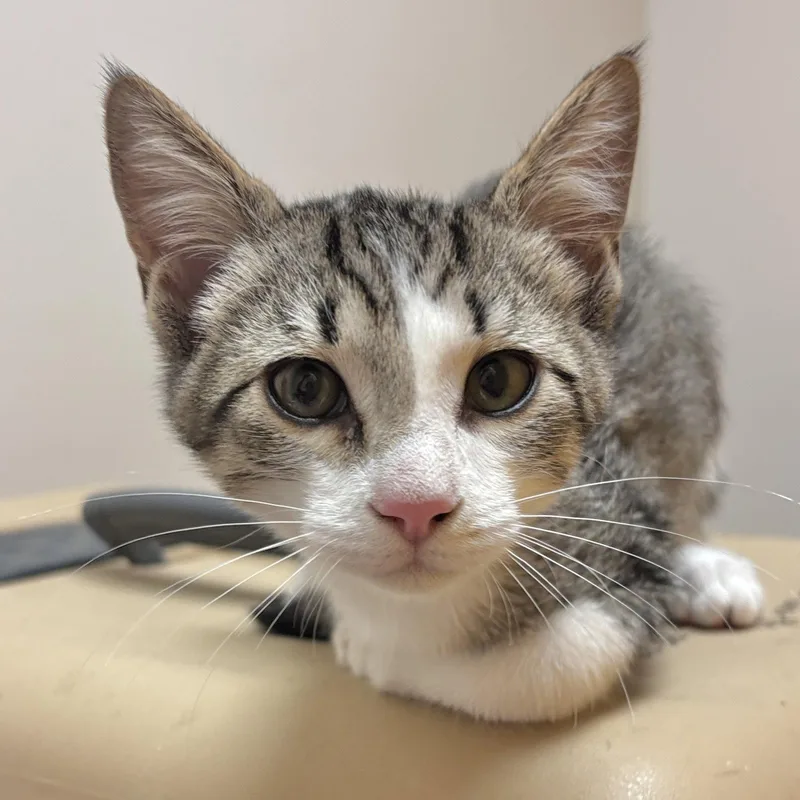 A baby medium-sized male Domestic Short Hair cat named Metro for adoption in Sonora, CA