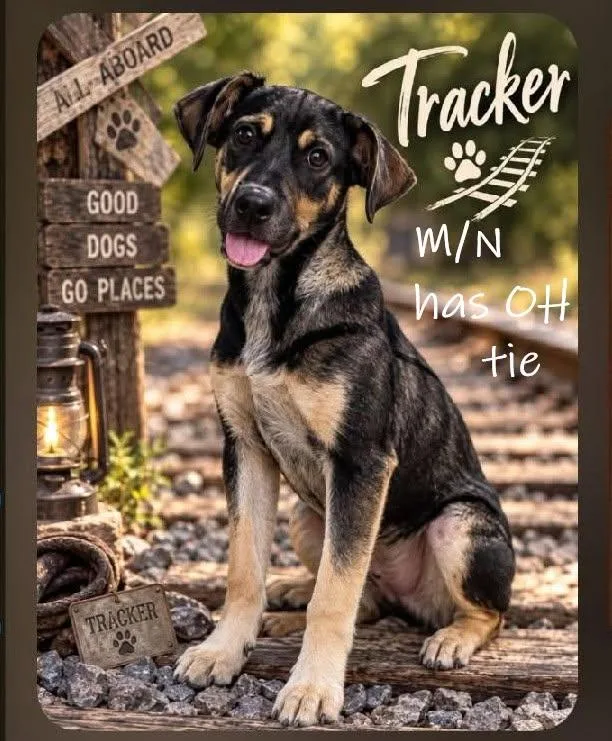 A young medium-sized male Mixed Breed dog named Tracker for adoption in Chardon, OH