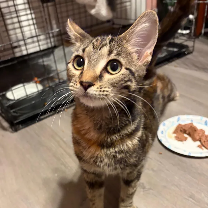 A young medium-sized female Torbie Domestic Short Hair cat named Cinnamon for adoption in Brownsboro, AL