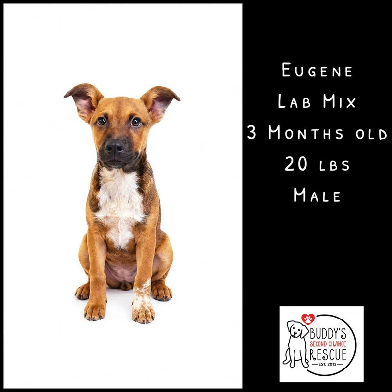Eugene thumbnail 2