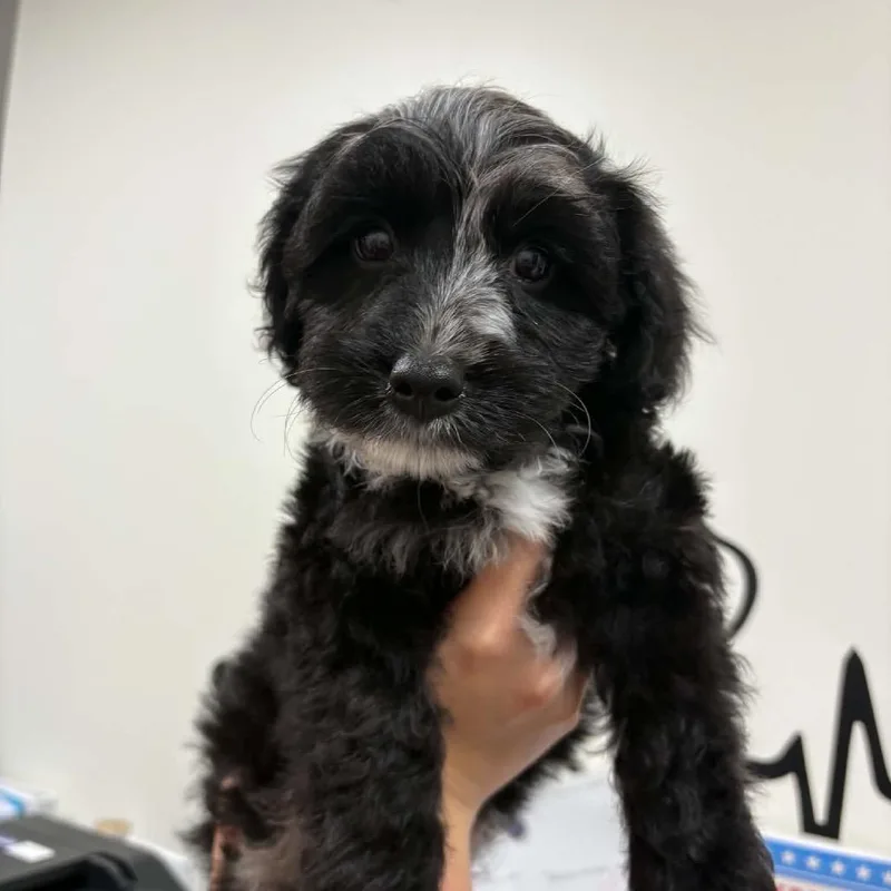 A baby medium-sized female Black Dachshund dog named Ducky Puppy: Rory for adoption in Washington, DC