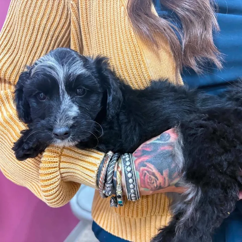 Ducky Puppy: Rory thumbnail 2