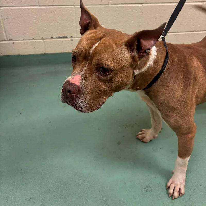 An adult medium-sized male Brown / Chocolate Mixed Breed dog named Sammie for adoption in Memphis, TN