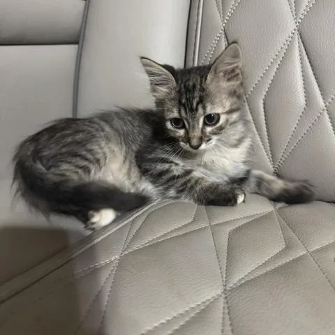 A baby medium-sized female Tabby (Brown / Chocolate) Domestic Short Hair cat named Penne for adoption in Houston, TX