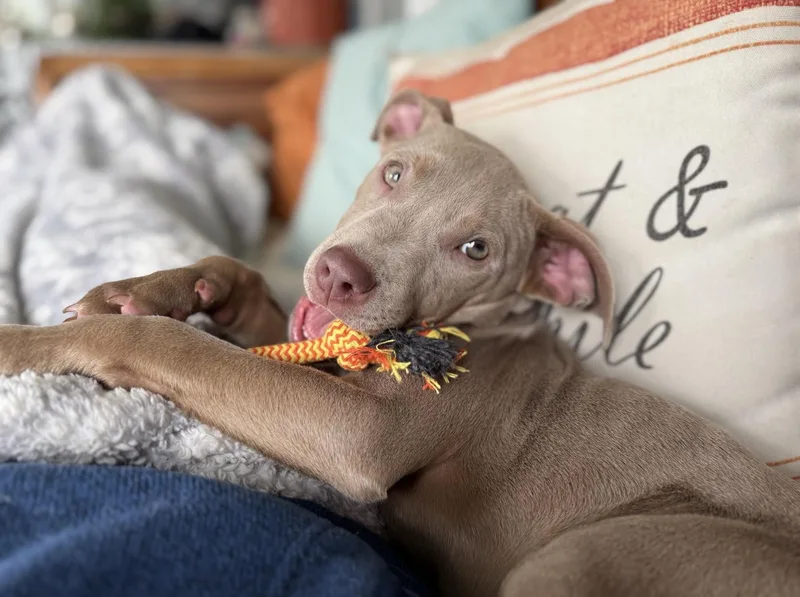 A baby medium-sized male Mixed Breed dog named Lucky for adoption in Oxford, MI