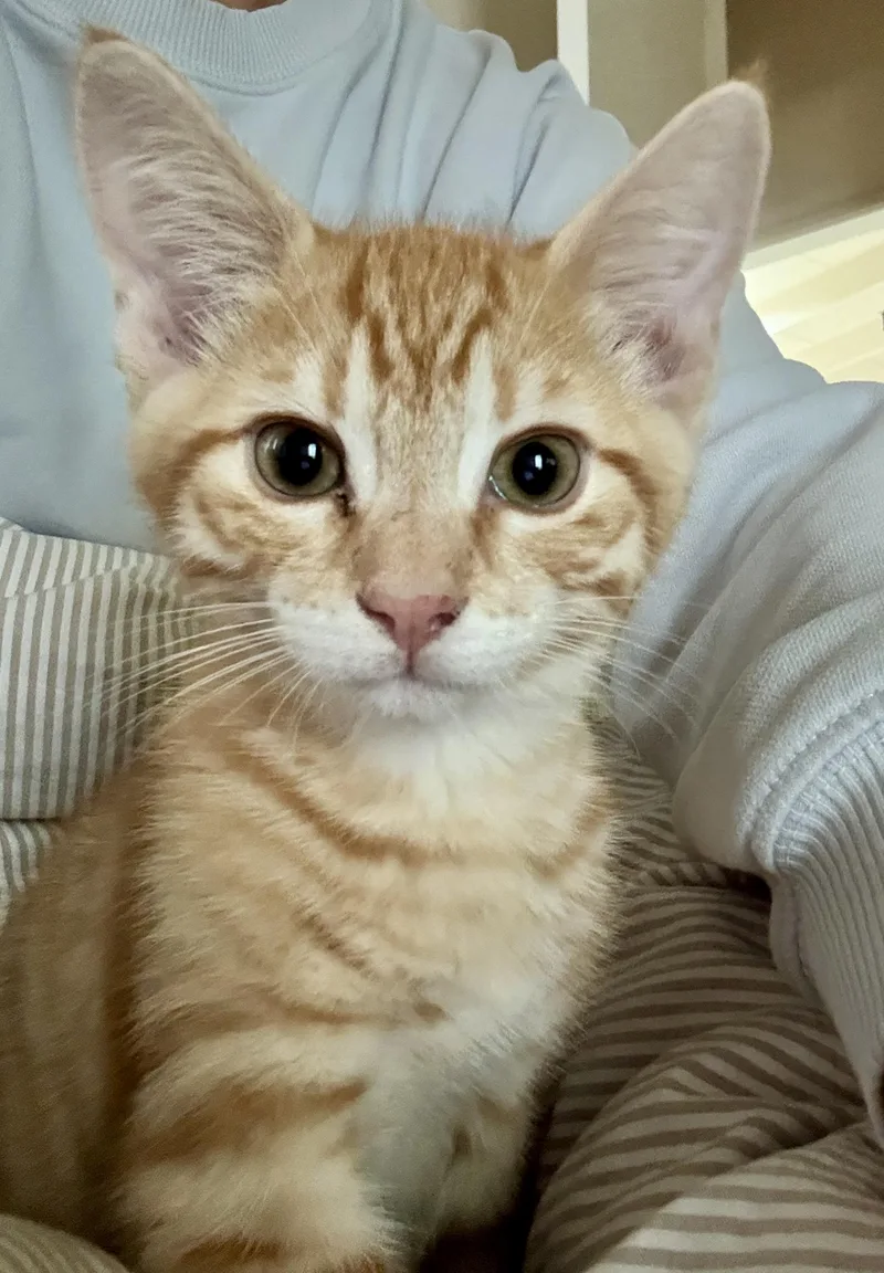 Cheezit thumbnail 2
