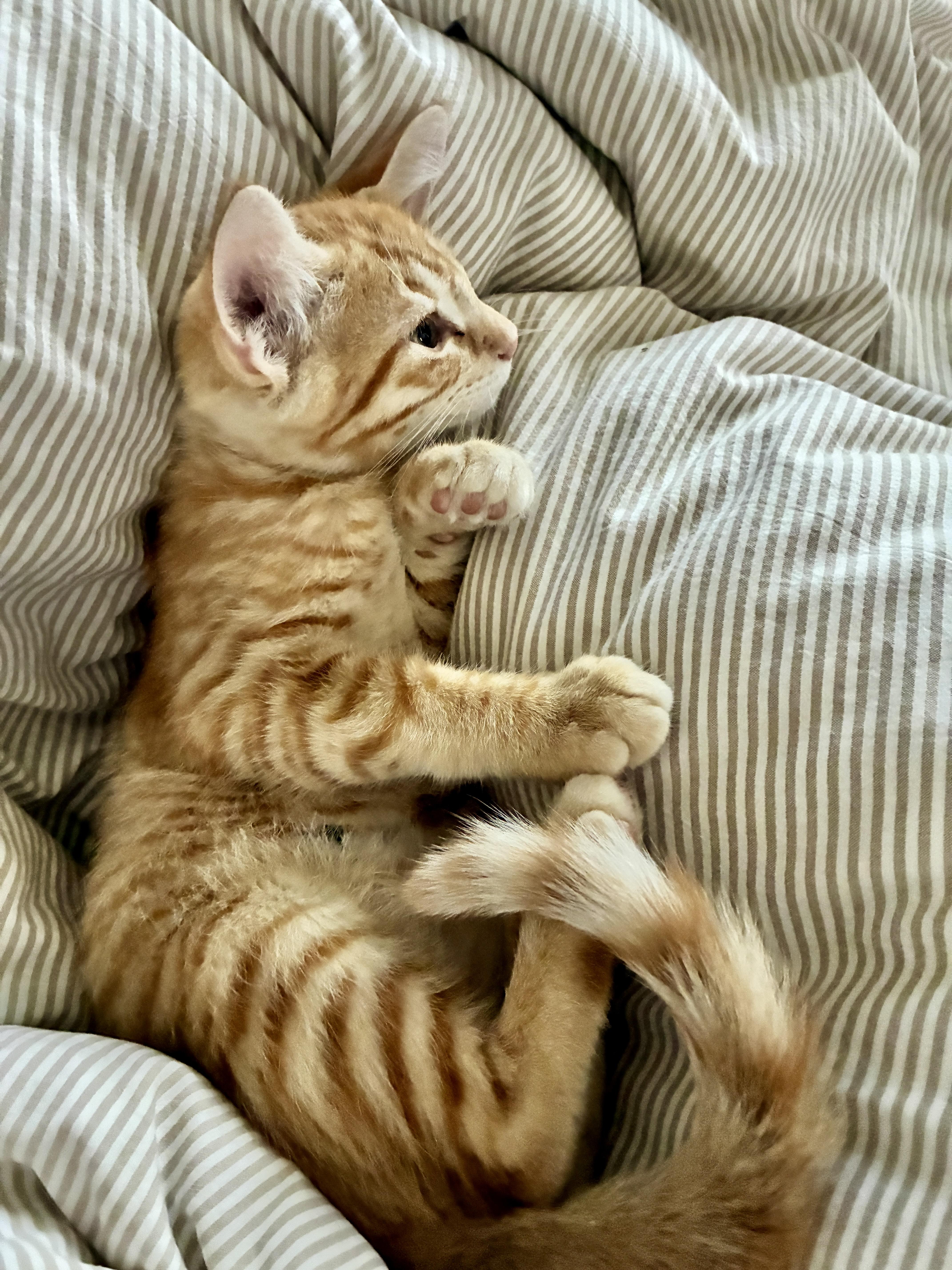 Cheezit thumbnail 3
