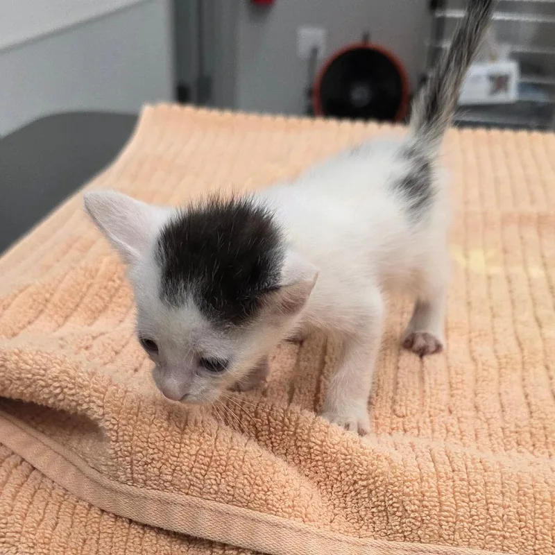A baby small-sized male White Domestic Short Hair cat named Lucas for adoption in Jupiter, FL