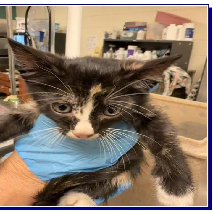 A baby small-sized female Black Domestic Short Hair cat named Mittens for adoption in Grantsville, UT