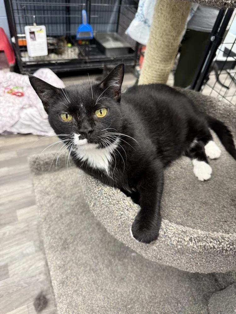 An adult medium-sized female Black & White / Tuxedo Domestic Short Hair cat named Candy for adoption in West Mifflin, PA