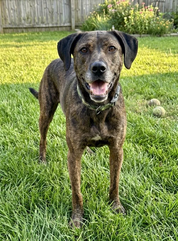 An adult small-sized male Labrador Retriever dog named Zuccini for adoption in St. Augustine, FL