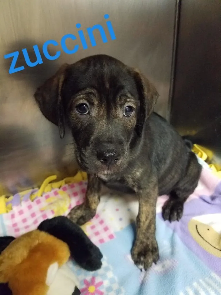Zuccini thumbnail 3