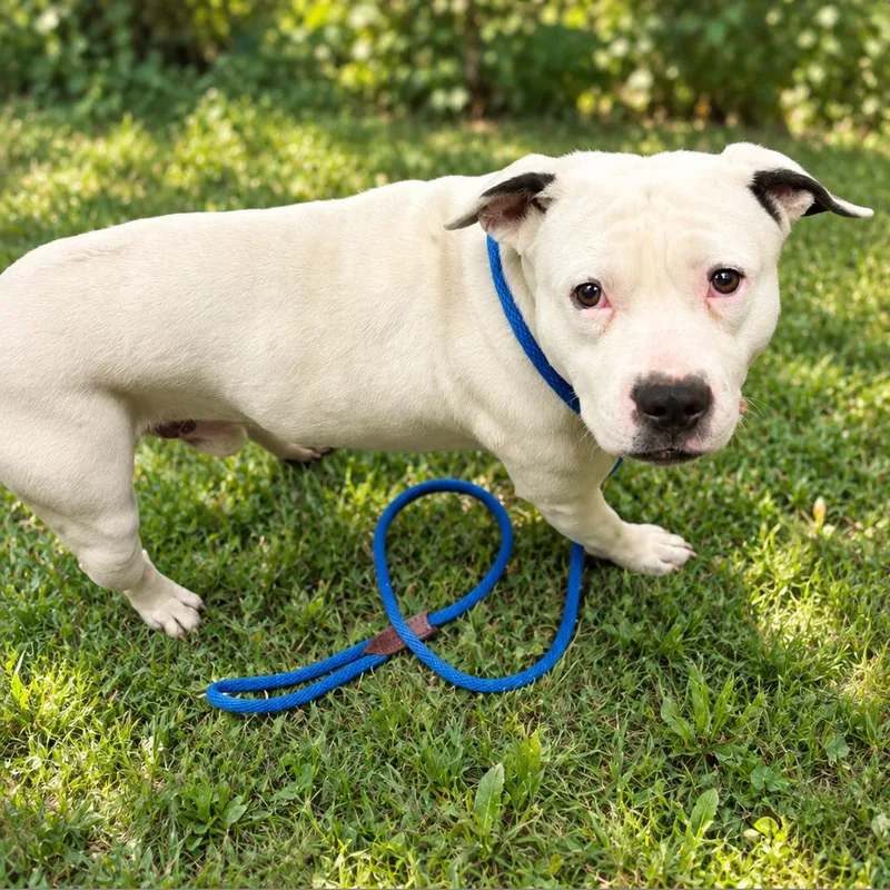 An adult medium-sized male White / Cream Mixed Breed dog named Norman for adoption in Columbiana, AL